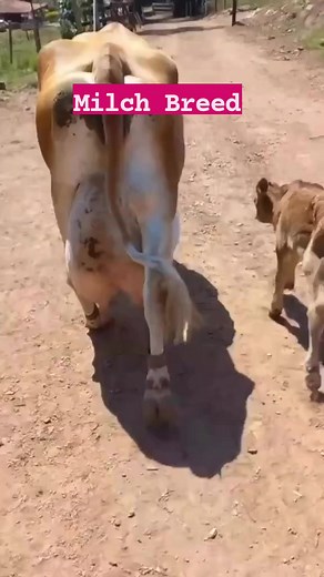 3.4K views | high milk production cow . . #Cow #udder #dairycow #dairyfarming #vet #veterinarymedicine #FieldVet #trending #vet #cowvet #bovine #viralreels #agriculture #vet #mastitis | Agroveterinary | Facebook