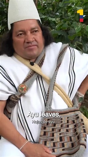 Coca: The Ancestral Plant of South America The coca is a plant with a rich and diverse history and is deeply rooted in the cultures of the indigenous peoples of South America. The history of the coca is intertwined with the civilizations of the Andes, their religion, economy, and medicine. However, in recent centuries, the coca has acquired a negative connotation due to its manufacture into cocaine, an illegal and highly addictive drug. Read the full story on ColombiaOne.com and watch the full v