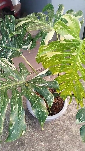 พันสองพอ #อุบลราชธานี #คลายเครียด #มอนสเตอร่า #monstera ไทคอน 5 ใบ สวยๆ