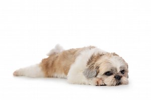 Info For Pet Parents: Why Is My Dog Sleeping So Much All Of A Sudden? - Ultimate Pet Nutrition