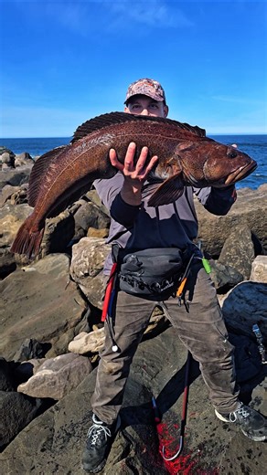 38" Lingcod from the Oregon rocks
