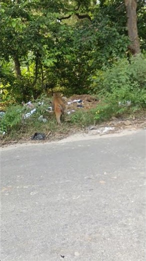 thanks for 2k view bandar ki video #monkey