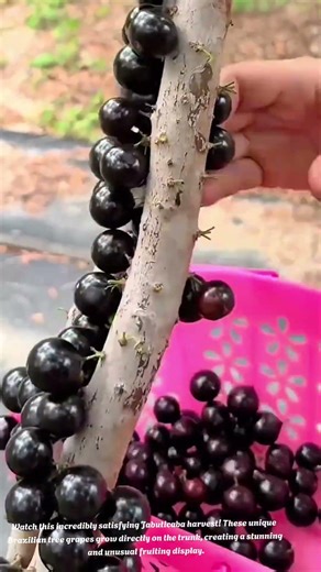JABUTICABA HARVEST Satisfying – Brazilian Tree Grapes Growing on the Trunk #harvesting #short