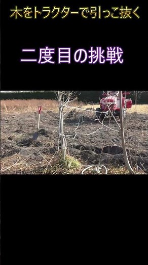 ロープちぎれるほど強い木の根っこ ＃雑木#農業 ＃トラクター#焼津 #三和農園
