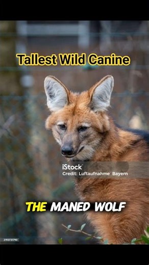 Maned Wolf 🐺 The Tallest Wild Canine in the World!