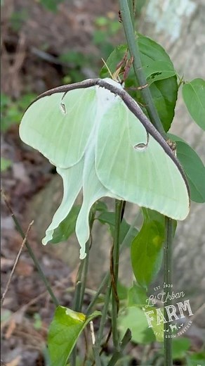 After hatching a Cecropia moth a few weeks back, I never expected to also experience a Luna moth!