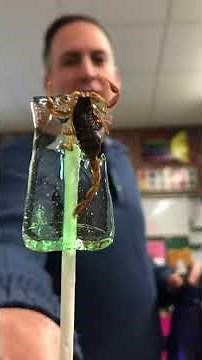 Scorpion Lollipop