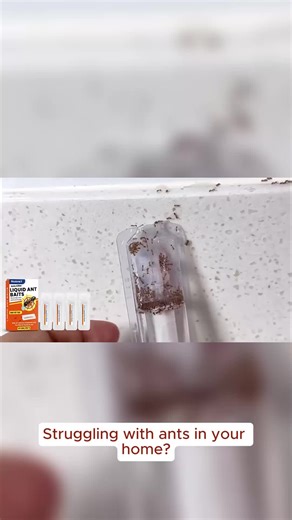 Liquid Ant Bait: Home and Outdoor Ant Bait for Window Sills, Corners, and Under Electrical Appliances Set