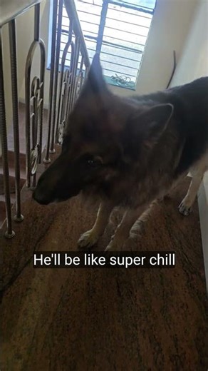 German Shepherd doing his natural guard duty