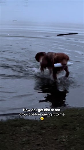 We have been working on holds and he does this well on land I’ve also stood closer to shore and that helped so maybe I have to do that again? #gundog #fieldtraining #retrievertraining #dogtrainingtipsandadvice #ducktoller