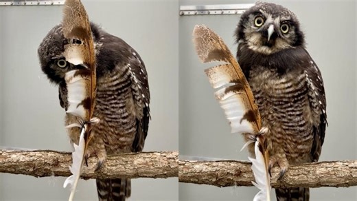 Minnesota Raptor Center's new owl needs a name. You can help pick it