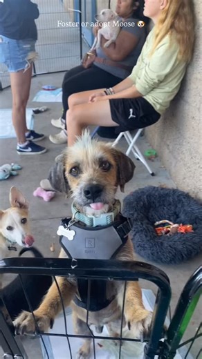 💙 Meet Moose — the pup with the blue mohawk! 💙 This 2-year-old terrier is full of personality and looking for his forever home! Moose is about 30 pounds of pure charm — friendly, loyal, and always ready for a walk or an adventure. 🐾 He’s got hair (not fur!), which means he’s low to no-shed — and yes, his stylish blue mohawk is just for fun. 😎 Moose loves people, enjoys being out and about, and would make the perfect sidekick for someone who loves to stay active and laugh a lot. All he’s miss
