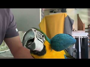 Perroquet domestique PARROT AT HOME