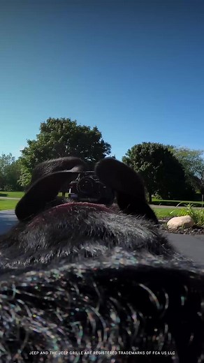 131K views · 720 reactions | There’s no 4x4 adventure quite like a Jeep® Dog adventure. #InternationalDogDay | Jeep | Facebook