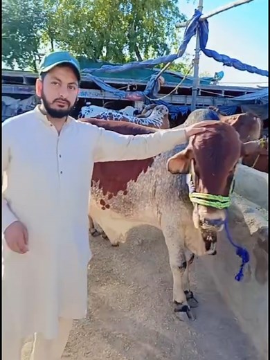 ring road mandi peshawar #cow mandi#foryou