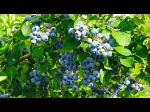 Growing Blueberries from Store-Bought Fruit - FREE Plants from Seeds!