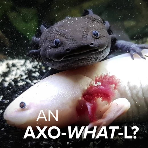 5.4K views · 120 reactions | Looking for a pet that smiles back?  Our rescue axolotl is ready for adoption! If you understand their care needs—or are willing to learn—we’d love to match you with one of this water puppy.  email us at adopt@cwrescue.org #Axolotls #AdoptAnAxolotl #RescuePets #CWR DROP A  IF YOU THINK AXOLOTLS ARE CUTE. | Carolina Waterfowl Rescue | Facebook