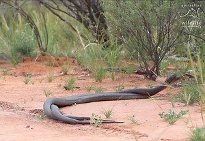 1.6M views · 4K reactions | Don't confuse them with mating. #snake | Snake Boss | Facebook