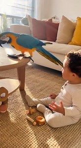 3.6K views · 18 reactions | The Remote Control War follow me #funnymoments #talkingparrot #funnyparrot #cops #viralshorts #harrytheparrot | Harry The Parrot | Facebook