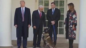 Conan the Hero Special Forces Dog Receives Medal at the White House