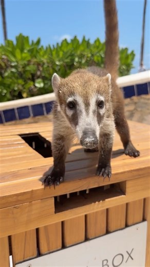 This cute critter is called a Coati. They were all around the resort in Cancun