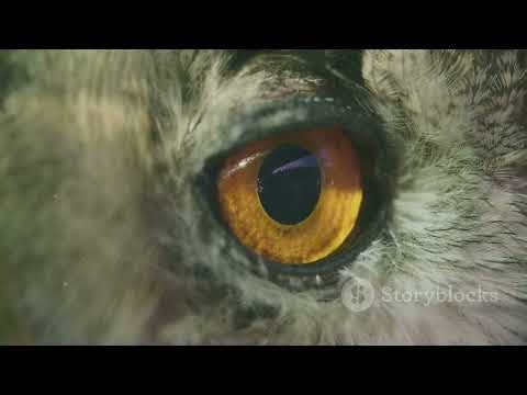 Hawk Eyes: Close-Up Look at Bird of Prey Vision