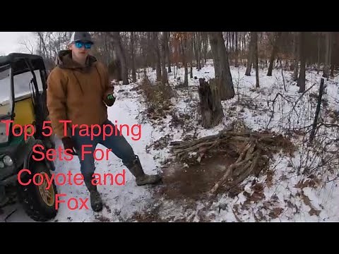 Top 5 Fox and Coyote Trapping Sets