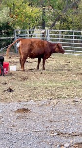 Fiona was a tad confused during her first time calving last fall!🐮 2023 Calving Season starts in 2.5 months!!! | Katie Van Slyke