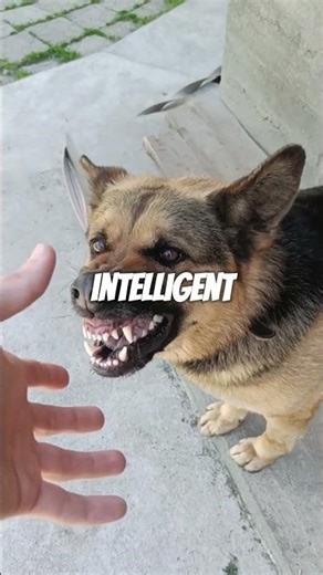 Battle of the Shepherds: Who’s the True Alpha Dog?