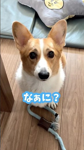 Corgi Chikuwa Talks and Throws Her Toy to Beg for Playtime #Corgi #Chikuwa #shorts