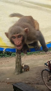 Aggressive behaviour of little monkey😂🤣 . . . . . . . . . . #LaughWithAnimals #angrymonkey #aggressivemonkey #angrylittlemonkey | Laugh with Animals
