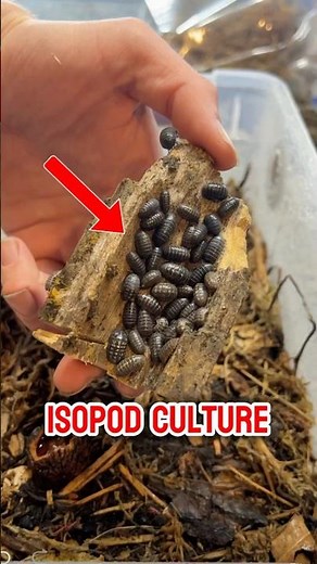 Isopod DIY Home 🐜🌿 #isopods