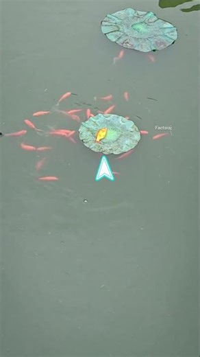 This Fish Trapped on Leaf Saved With a Simple Trick 😔 ।#shortvideo