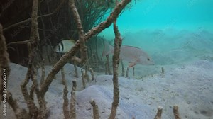 Mangrove red snapper (Lutjanus argentimaculatus) swimming in the mangrove roots, 4K ultra hd video footage