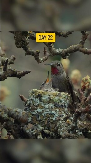 Filming a baby hummingbird EVERY DAY for 4 weeks 🪺🚀 #hummingbird #wildlifefilmmaker