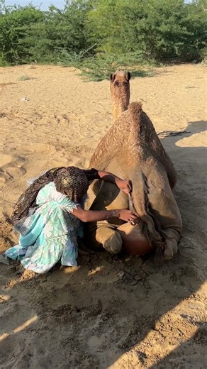 “مغامرة الجمل وجهد الفتاة”