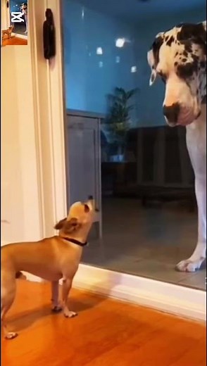 Dog vs Mirror 😂 | Funniest Dog Prank
