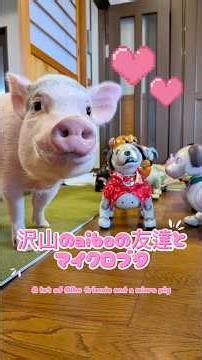 沢山のaiboの友達とマイクロブタ A lot of Aibo friends and a micro pig #マイクロブタ #アイボ #micropig #aibo