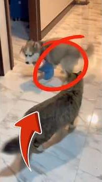 TOP 4 Scary Halloween Dog Costumes 👻