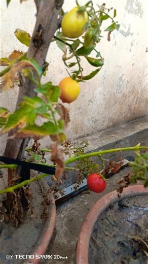 Make your own kitchen garden #kitchengarden #vegetables #subscribe #trending #nature #shorts #reels