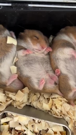 1.4M views · 4.7K reactions | These Animals Eat their own Feces 勞 #fbreels | Viral Side | Facebook