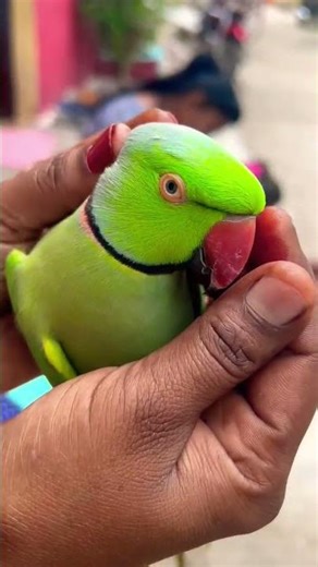 Ringneck Talking parrot Mitthu Katore Katore🦜🤩#batuni ToTa #shortvideos #youtubeshorts #viral mitthu
