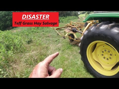 Salvaging The Teff Grass Hay Disaster for Round Baling