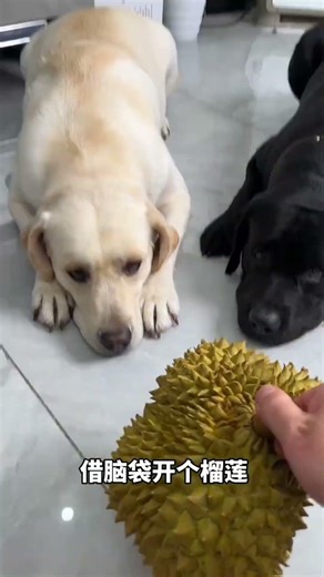 Burnt Roti Chaos & Runaway Buntu 🍉 / #shorts #viral #video