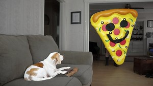 Beagle dog faces giant pizza slice in derpy reaction