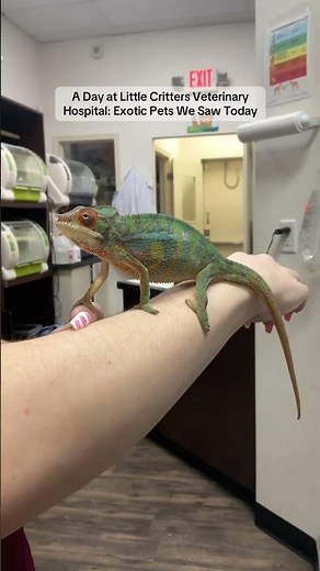 A Day at Little Critters Veterinary Hospital: Exotic Pets We Saw Today