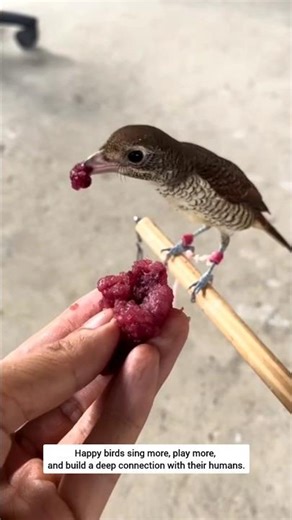 The right way to feed baby bird #petcare #babybird