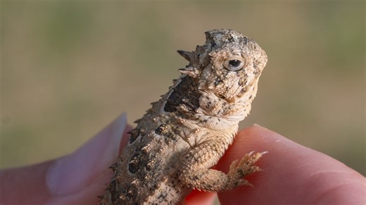 Is the grumpy-faced Texas horned lizard adorable enough to survive?