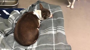 ✔️Rescued 12/17/18 Poor Fiona is 14 years old! Coughing a lot!! Needs out! Status: RED - dental loss, geriatric, mammary mass FIONA #A1488554 - aww, her little tongue sticks out. This girl needs a cozy home for the holiday! She’s 14 years old! I am a female, brown Chihuahua - Smooth Coated. The shelter staff think I am about 14 years old. I have been at the shelter since Nov 28, 2018. If I am not claimed, after my stray holding period, I may be available for adoption on 12/03/2018. For more info