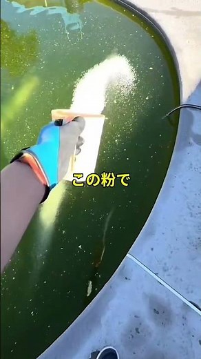 Shocking…Professional pool cleaning tips #Trivia #shorts